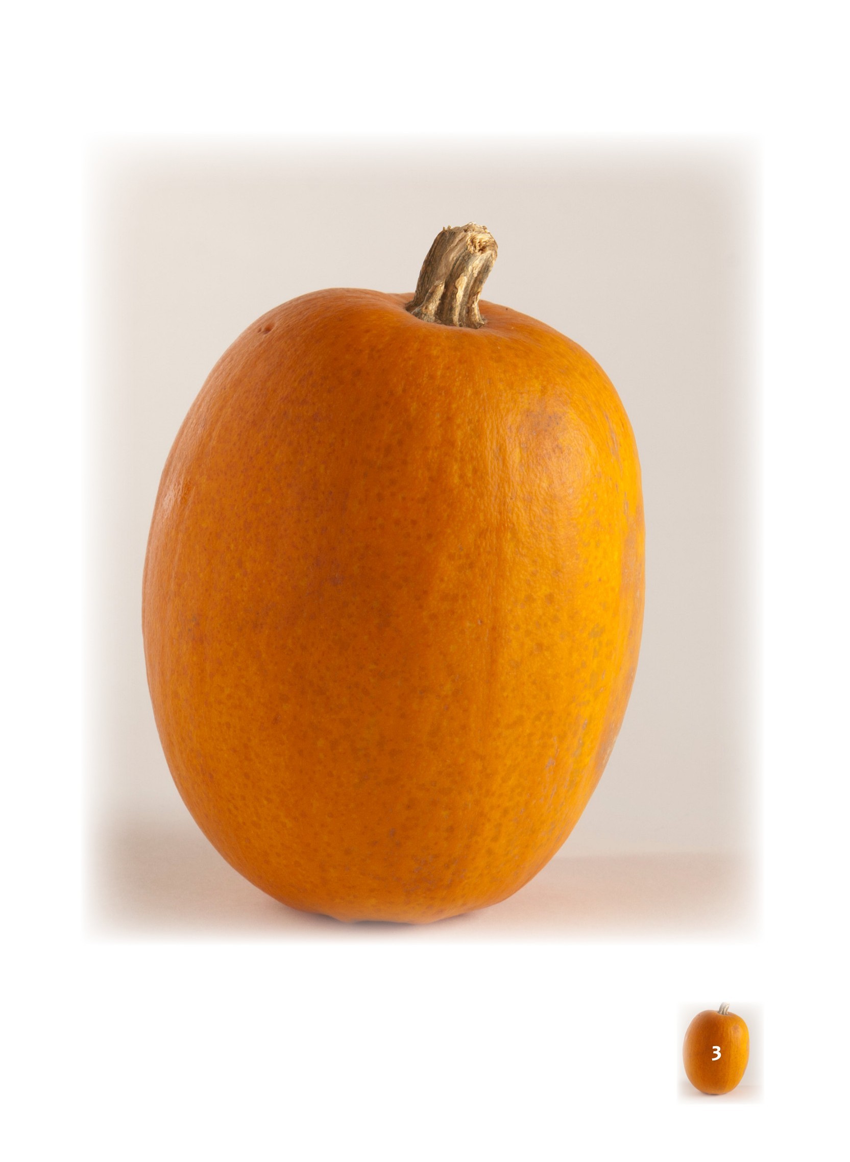 closeup of pumpkin photo 