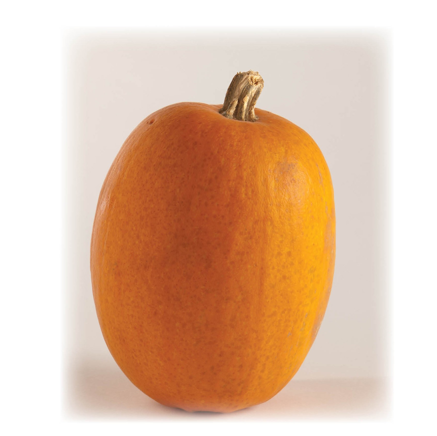 Pumpkin photo